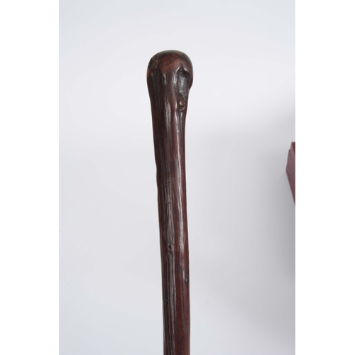 454 - A LATE 19th CENTURY HOLLY WOOD 'FLICK STICK' WALKING CANE the root handle having a brass hinged cap ... 