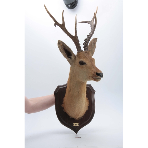 473 - AN EARLY 20th CENTURY ROLAND WARD TAXIDERMY TROPHY OF A SIBERIAN ROE HEAD mounted on an oak shield w... 