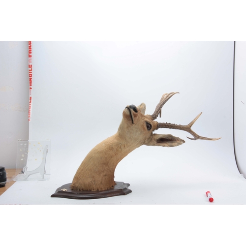 473 - AN EARLY 20th CENTURY ROLAND WARD TAXIDERMY TROPHY OF A SIBERIAN ROE HEAD mounted on an oak shield w... 