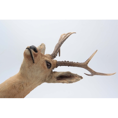 473 - AN EARLY 20th CENTURY ROLAND WARD TAXIDERMY TROPHY OF A SIBERIAN ROE HEAD mounted on an oak shield w... 