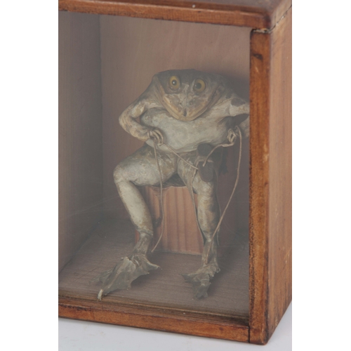 474 - A LATE 19TH CENTURY TAXIDERMY TOAD modelled as a cobbler repairing a shoe in a wooden, glazed case -... 