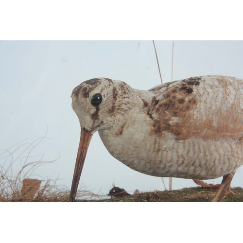 475 - A LATE 19TH CENTURY CASED TAXIDERMY WOODCOCK in a naturalistic setting 36.5cm high 38cm wide.