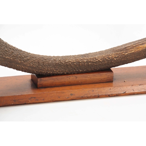 476 - AN EARLY 20th CENTURY ROWLAND WARD TAXIDERMY INDIAN KASHMIR STAG ANTLER on a rectangular oak wall mo... 