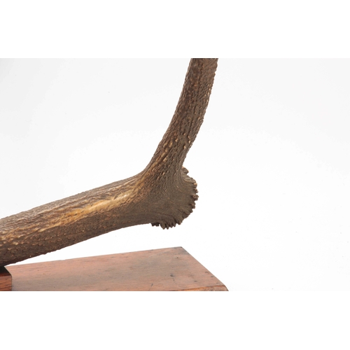 476 - AN EARLY 20th CENTURY ROWLAND WARD TAXIDERMY INDIAN KASHMIR STAG ANTLER on a rectangular oak wall mo... 