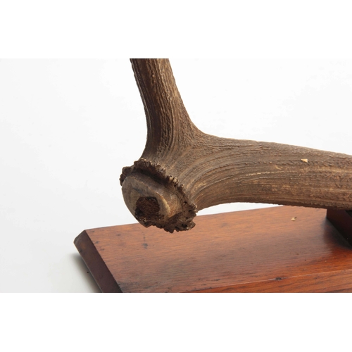 476 - AN EARLY 20th CENTURY ROWLAND WARD TAXIDERMY INDIAN KASHMIR STAG ANTLER on a rectangular oak wall mo... 