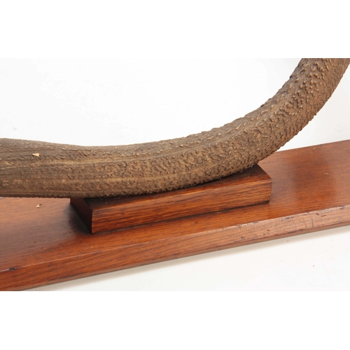 476 - AN EARLY 20th CENTURY ROWLAND WARD TAXIDERMY INDIAN KASHMIR STAG ANTLER on a rectangular oak wall mo... 