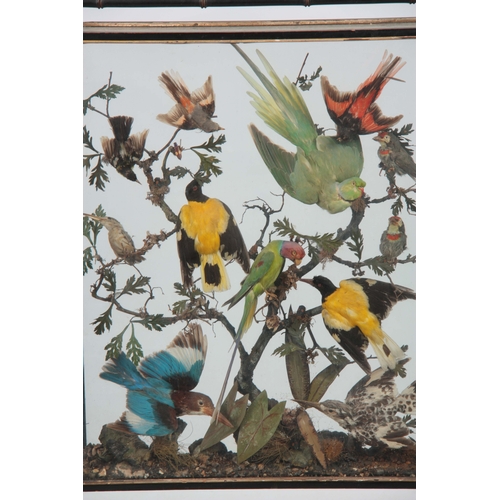 483 - A LATE 19TH CENTURY AESTHETIC MOVEMENT TAXIDERMY DISPLAY CASE OF EXOTIC BIRDS encased in a faux bamb... 