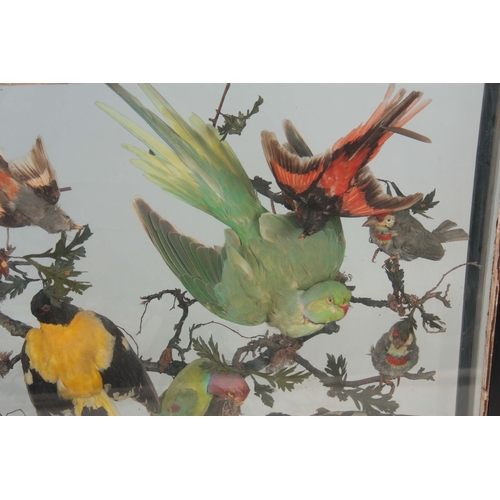 483 - A LATE 19TH CENTURY AESTHETIC MOVEMENT TAXIDERMY DISPLAY CASE OF EXOTIC BIRDS encased in a faux bamb... 