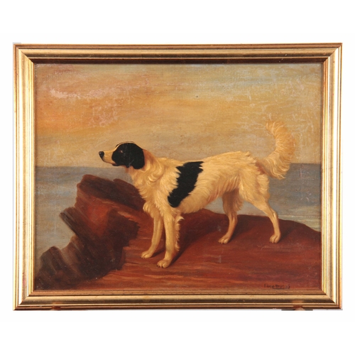 833 - FILLIPO BRUZZI - OIL ON CANVAS portrait of a Gundog standing on rocks 40cm high, 50cm wide - signed ... 