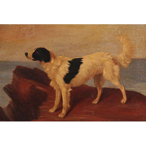 833 - FILLIPO BRUZZI - OIL ON CANVAS portrait of a Gundog standing on rocks 40cm high, 50cm wide - signed ... 