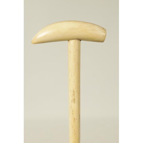 368 - AN EARLY 19TH CENTURY WHALE BONE WALKING STICK WITH WHALE TOOTH HANDLE of plain tapered form. (87.5c... 