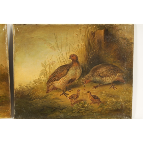 403 - A PAIR OF 19TH CENTURY OILS ON CANVAS DEPICTING GAME BIRDS of a family of Ducks and Partridge - unsi... 