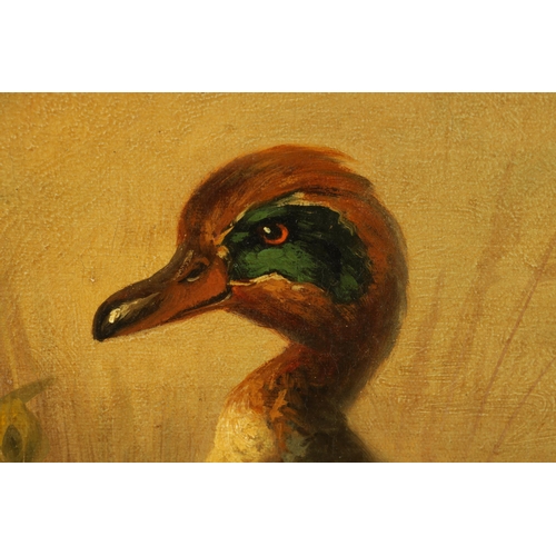 403 - A PAIR OF 19TH CENTURY OILS ON CANVAS DEPICTING GAME BIRDS of a family of Ducks and Partridge - unsi... 