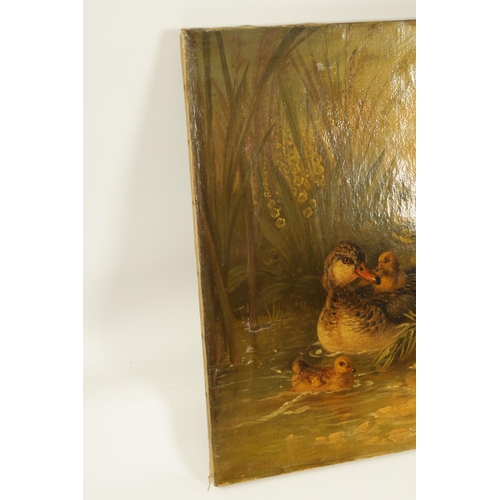 403 - A PAIR OF 19TH CENTURY OILS ON CANVAS DEPICTING GAME BIRDS of a family of Ducks and Partridge - unsi... 