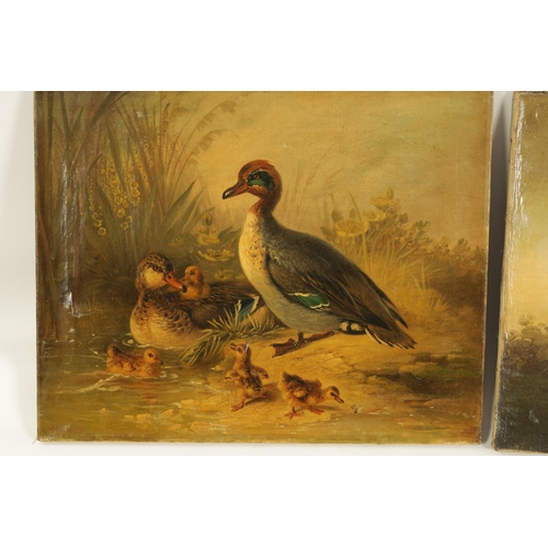 403 - A PAIR OF 19TH CENTURY OILS ON CANVAS DEPICTING GAME BIRDS of a family of Ducks and Partridge - unsi... 