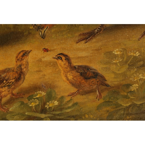 403 - A PAIR OF 19TH CENTURY OILS ON CANVAS DEPICTING GAME BIRDS of a family of Ducks and Partridge - unsi... 