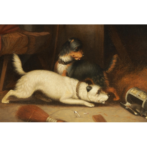 405 - CIRCLE OF GEORGE ARMFIELD 19TH CENTURY OIL ON CANVAS barn scene with two dogs chasing a rat. (51cm h... 