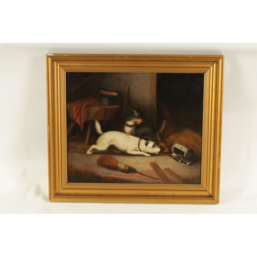 405 - CIRCLE OF GEORGE ARMFIELD 19TH CENTURY OIL ON CANVAS barn scene with two dogs chasing a rat. (51cm h... 