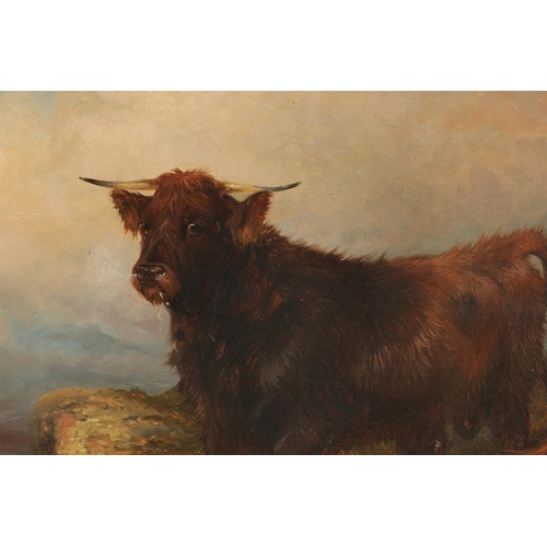 406 - COLIN GRAEME ROE (1858 - 1910) 19TH CENTURY OIL ON CANVAS highland cattle in a mountainous landscape... 