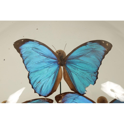 504 - A 19TH CENTURY CASED TAXIDERMIC DISPLAY OF EXOTIC GIANT BLUE MORPHO BUTTERFLIES comprising eight gra... 