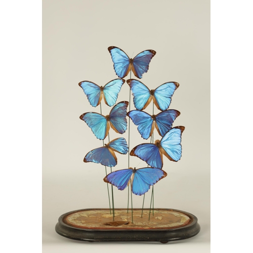 504 - A 19TH CENTURY CASED TAXIDERMIC DISPLAY OF EXOTIC GIANT BLUE MORPHO BUTTERFLIES comprising eight gra... 