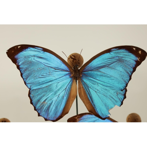 504 - A 19TH CENTURY CASED TAXIDERMIC DISPLAY OF EXOTIC GIANT BLUE MORPHO BUTTERFLIES comprising eight gra... 