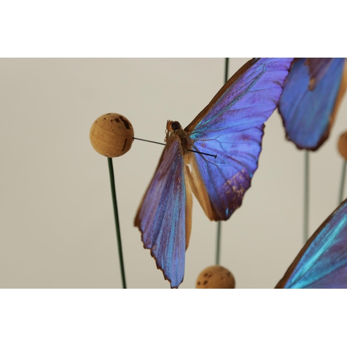 504 - A 19TH CENTURY CASED TAXIDERMIC DISPLAY OF EXOTIC GIANT BLUE MORPHO BUTTERFLIES comprising eight gra... 