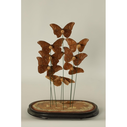 504 - A 19TH CENTURY CASED TAXIDERMIC DISPLAY OF EXOTIC GIANT BLUE MORPHO BUTTERFLIES comprising eight gra... 