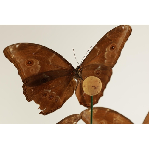 504 - A 19TH CENTURY CASED TAXIDERMIC DISPLAY OF EXOTIC GIANT BLUE MORPHO BUTTERFLIES comprising eight gra... 