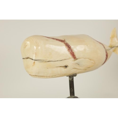 527 - A 19TH CENTURY SCRIMSHAW-CARVED MARINE IVORY SCULPTURE MODELLED AS A SPERM WHALE with scratch engrav... 