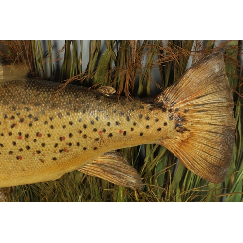 531 - A LATE 19TH CENTURY TAXIDERMIC TROUT BY J. COOPER & SONS IN A GLAZED WRAP-AROUND CASE caught by Majo... 