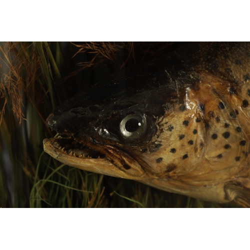 531 - A LATE 19TH CENTURY TAXIDERMIC TROUT BY J. COOPER & SONS IN A GLAZED WRAP-AROUND CASE caught by Majo... 