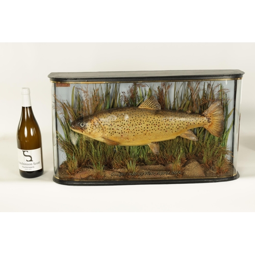 531 - A LATE 19TH CENTURY TAXIDERMIC TROUT BY J. COOPER & SONS IN A GLAZED WRAP-AROUND CASE caught by Majo... 