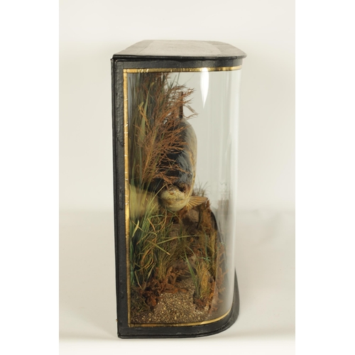 531 - A LATE 19TH CENTURY TAXIDERMIC TROUT BY J. COOPER & SONS IN A GLAZED WRAP-AROUND CASE caught by Majo... 