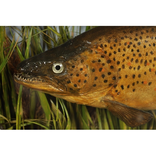 596 - A LATE 19TH CENTURY TAXIDERMIC CASED GROUP OF TROUT BY J. COOPER & SONS taken by Mr S.J. NEEDHAM on ... 