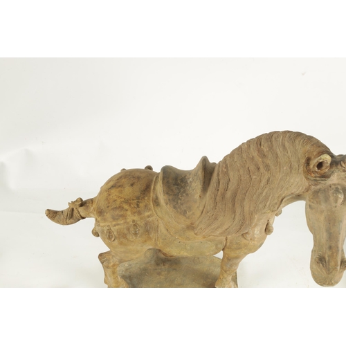 176 - A CHINESE EARTHENWARE MODEL OF A TANG HORSE with polychrome slip decoration (53cm high 55cm wide )