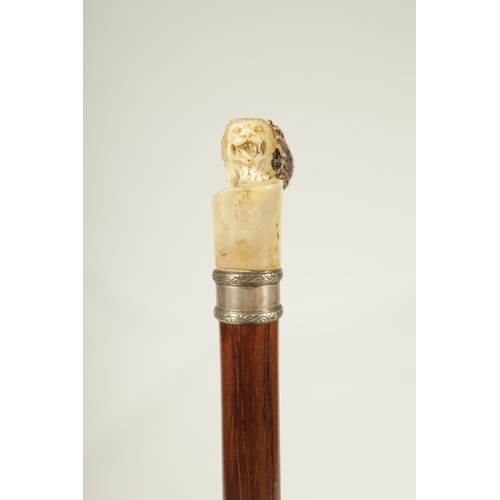 442 - A FINE LATE 19TH CENTURY CARVED ANTLER HORN WALKING STICK the finely carved handle depicting a lion,... 