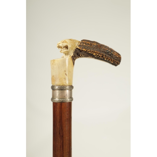 442 - A FINE LATE 19TH CENTURY CARVED ANTLER HORN WALKING STICK the finely carved handle depicting a lion,... 