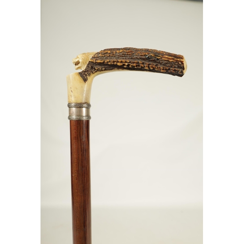 442 - A FINE LATE 19TH CENTURY CARVED ANTLER HORN WALKING STICK the finely carved handle depicting a lion,... 