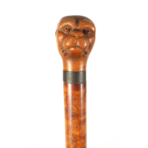 451 - A LATE 19TH CENTURY CARVED BOXWOOD DOG'S HEAD WALKING CANE with metal collar mounted on a burr wood ... 