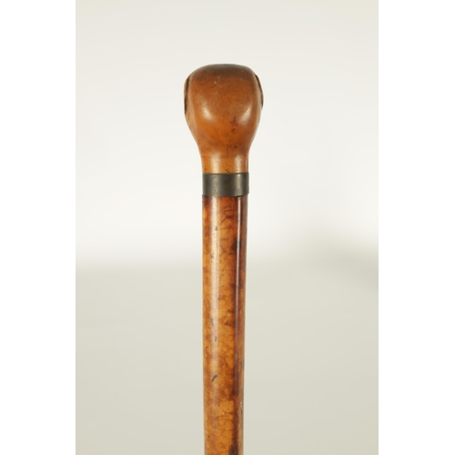 451 - A LATE 19TH CENTURY CARVED BOXWOOD DOG'S HEAD WALKING CANE with metal collar mounted on a burr wood ... 