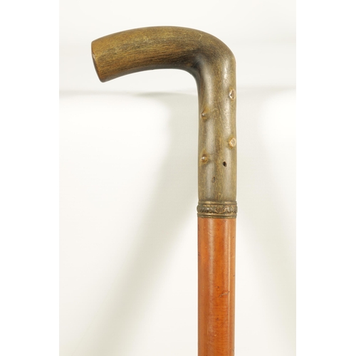 455 - A LATE 19TH CENTURY RHINOCEROS HORN HANDLED WALKING STICK the thick horn handle carved to simulate h... 