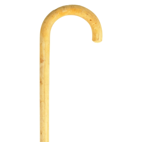 457 - AN UNUSUAL FISH BONE WALKING STICK with curved handle (93cm overall)