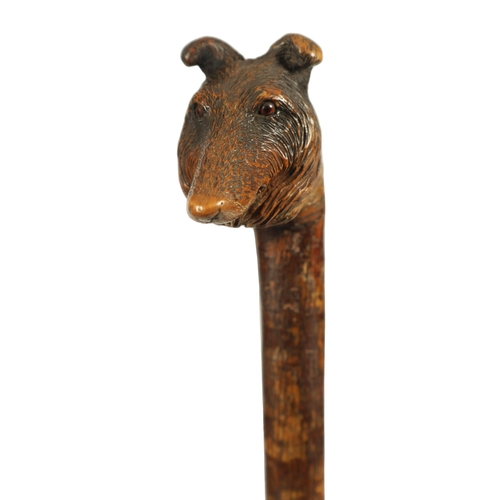 468 - A LATE 19TH CENTURY BLACK FOREST HAZEL CARVED DOGS HEAD WALKING CANE realisticly worked and decorate... 