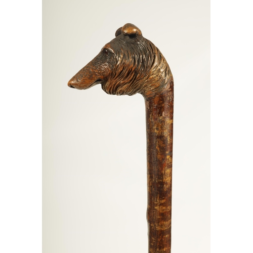 468 - A LATE 19TH CENTURY BLACK FOREST HAZEL CARVED DOGS HEAD WALKING CANE realisticly worked and decorate... 