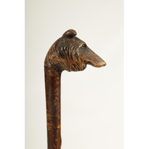 468 - A LATE 19TH CENTURY BLACK FOREST HAZEL CARVED DOGS HEAD WALKING CANE realisticly worked and decorate... 