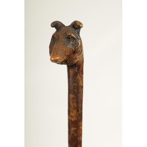 468 - A LATE 19TH CENTURY BLACK FOREST HAZEL CARVED DOGS HEAD WALKING CANE realisticly worked and decorate... 