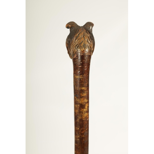 468 - A LATE 19TH CENTURY BLACK FOREST HAZEL CARVED DOGS HEAD WALKING CANE realisticly worked and decorate... 