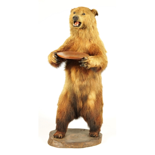 514 - A LARGE LIFE SIZE LATE 19TH CENTURY TAXIDERMY BROWN BEAR ON MAHOGANY BASE the standing figure holdin... 