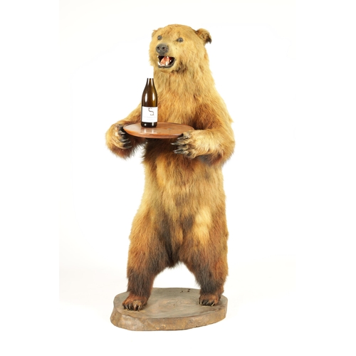 514 - A LARGE LIFE SIZE LATE 19TH CENTURY TAXIDERMY BROWN BEAR ON MAHOGANY BASE the standing figure holdin... 